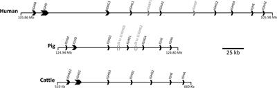 Distinct effector functions mediated by Fc regions of bovine IgG subclasses and their interaction with Fc gamma receptors